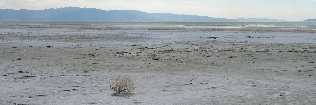 Tumbleweed